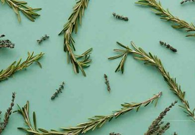 The Health Benefits of Rosemary