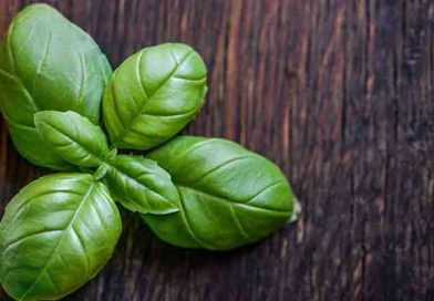 The Health Benefits of Basil